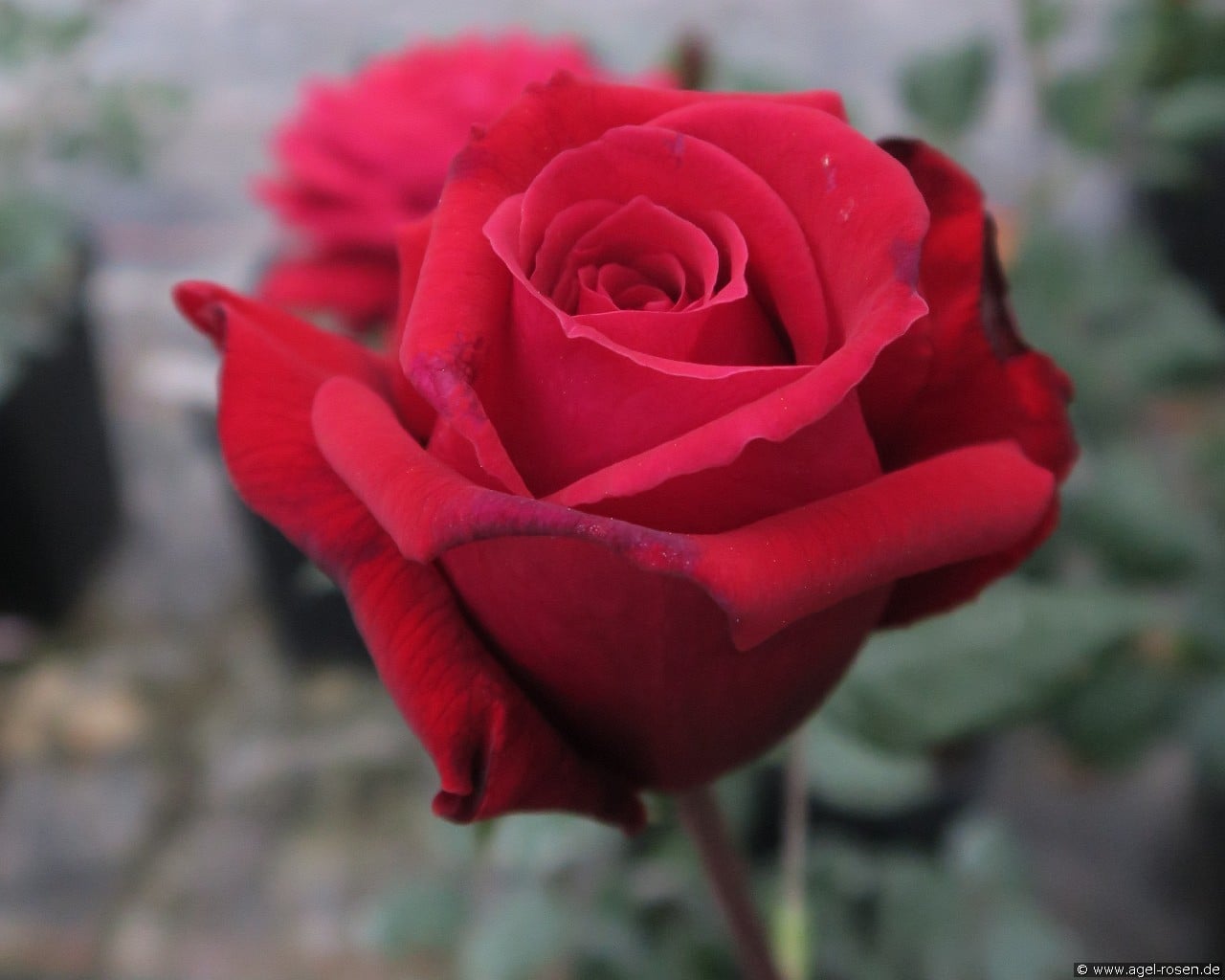 Duftfestival (Edelrose) Bild der Rose 'Duftfestival' (Edelrose)