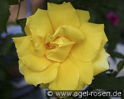 Duftgold (Edelrose) Bild der Rose 'Duftgold' (Edelrose)