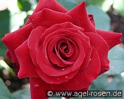 Duftzauber 84 (Edelrose) Bild der Rose 'Duftzauber 84' (Edelrose)