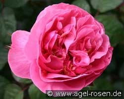 Elbflorenz (Edelrose) Bild der Rose 'Elbflorenz' (Edelrose)