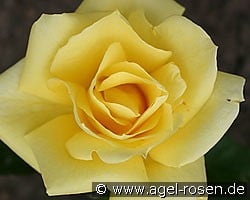 Eldorado (Edelrose) Bild der Rose 'Eldorado' (Edelrose)