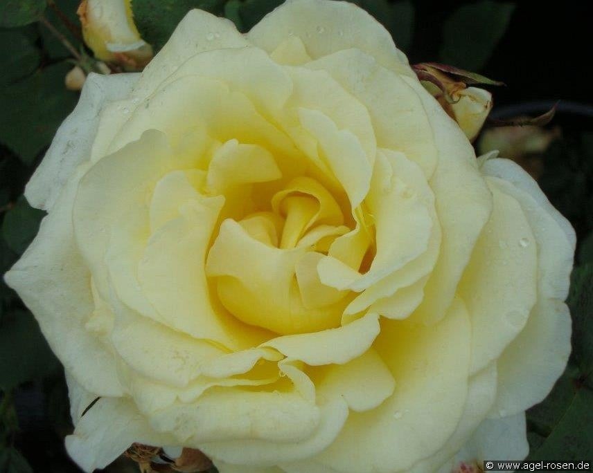 Elina (Edelrose) Bild der Rose 'Elina' (Edelrose)
