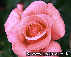 Elke Gönewein (Edelrose) Bild der Rose 'Elke Gönewein' (Edelrose)