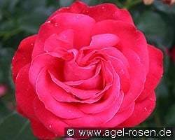 Ena Harkness (Edelrose) Bild der Rose 'Ena Harkness' (Edelrose)