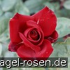 Bild der Rose 'Erotika' (Edelrose)