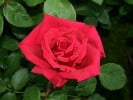 Erotika (Edelrose) Bild der Rose 'Erotika' (Edelrose)