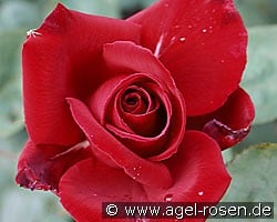 Erotika (Edelrose) Bild der Rose 'Erotika' (Edelrose)