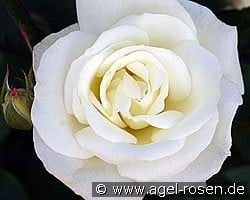 Evening Star (Edelrose) Bild der Rose 'Evening Star' (Edelrose)