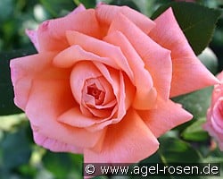 Evita (Edelrose) Bild der Rose 'Evita' (Edelrose)