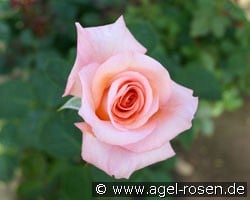 Exotic (Edelrose) Bild der Rose 'Exotic' (Edelrose)