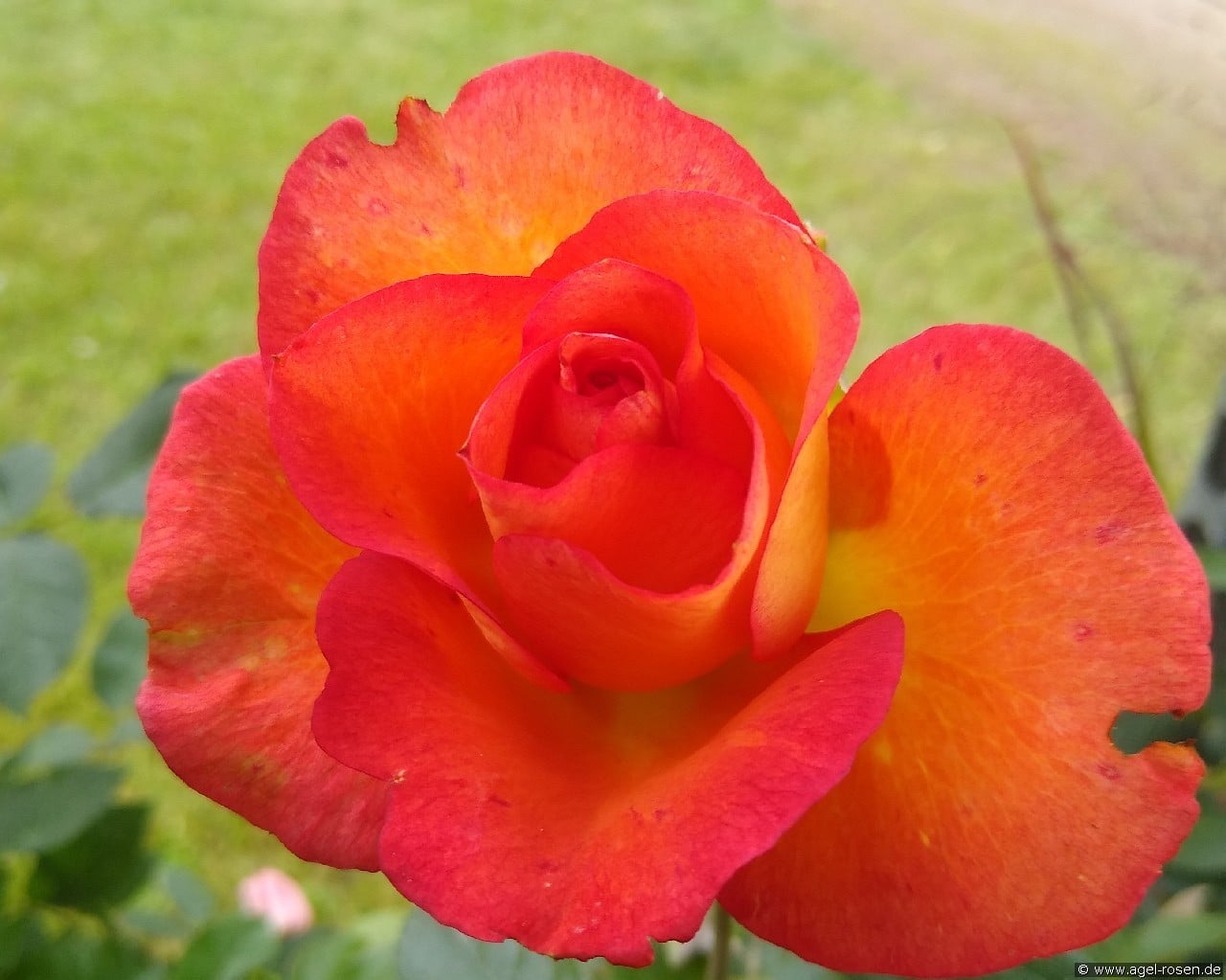 Fairest Cape (Edelrose) Bild der Rose 'Fairest Cape' (Edelrose)
