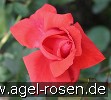 Bild der Rose 'Festival' (Edelrose)