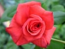 Festival (Edelrose) Bild der Rose 'Festival' (Edelrose)