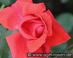 Festival (Edelrose) Bild der Rose 'Festival' (Edelrose)