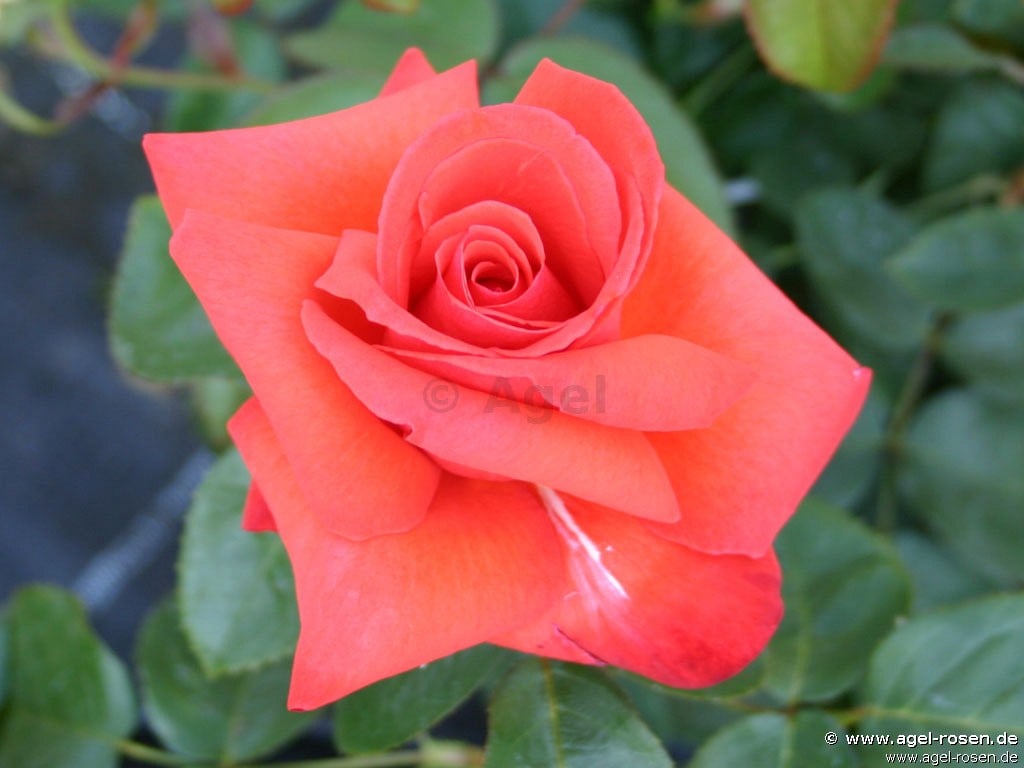 Feuerzauber (Edelrose) Bild der Rose 'Feuerzauber' (Edelrose)