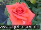 Bild der Rose 'Feuerzauber' (Edelrose)