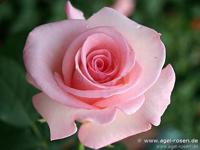 Flamingo (Edelrose) Bild der Rose 'Flamingo' (Edelrose)