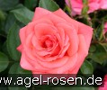 Bild der Rose 'Focus' (Edelrose)