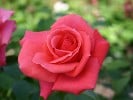 Focus (Edelrose) Bild der Rose 'Focus' (Edelrose)