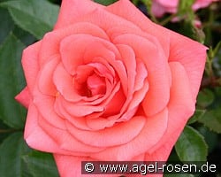 Focus (Edelrose) Bild der Rose 'Focus' (Edelrose)