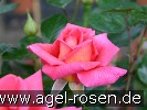 Bild der Rose 'Fragrant Alizée' (Edelrose)