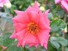 Fragrant Alizée (Edelrose) Bild der Rose 'Fragrant Alizée' (Edelrose)