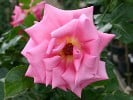 Fragrant Alizée (Edelrose) Bild der Rose 'Fragrant Alizée' (Edelrose)