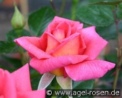 Fragrant Alizée (Edelrose) Bild der Rose 'Fragrant Alizée' (Edelrose)