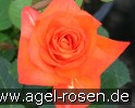 Bild der Rose 'France Libre' (Edelrose)