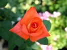 France Libre (Edelrose) Bild der Rose 'France Libre' (Edelrose)