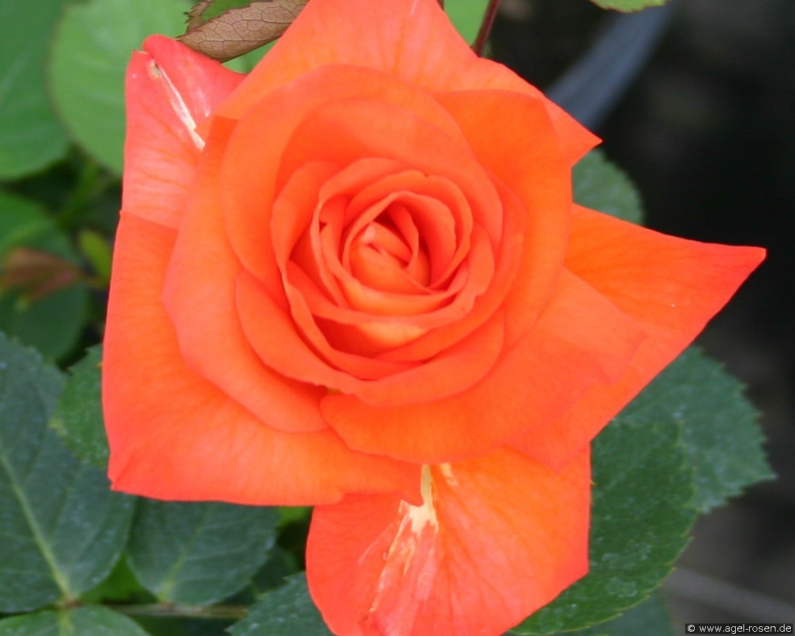 France Libre (Edelrose) Bild der Rose 'France Libre' (Edelrose)
