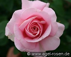 Frederic Mistral (Edelrose) Bild der Rose 'Frederic Mistral' (Edelrose)