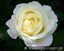 Frederyk Chopin (Edelrose) Bild der Rose 'Frederyk Chopin' (Edelrose)