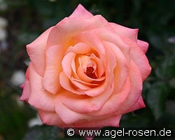 Frohsinn 82 (Edelrose) Bild der Rose 'Frohsinn 82' (Edelrose)