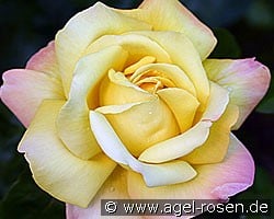 Gloria Dei (Edelrose) Bild der Rose 'Gloria Dei' (Edelrose)
