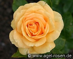 Golden Lady (Edelrose) Bild der Rose 'Golden Lady' (Edelrose)