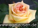 Bild der Rose 'Golden Tower' (Edelrose)