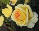 Golden Tower (Edelrose) Bild der Rose 'Golden Tower' (Edelrose)
