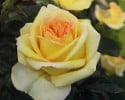 Golden Tower (Edelrose) Bild der Rose 'Golden Tower' (Edelrose)