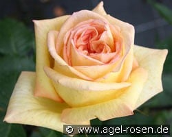 Golden Tower (Edelrose) Bild der Rose 'Golden Tower' (Edelrose)