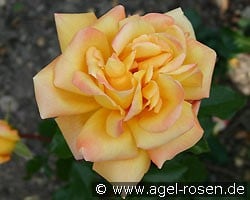 Goldenes Prag (Edelrose) Bild der Rose 'Goldenes Prag' (Edelrose)