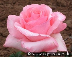 Gräfin Bettina Bernadotte (Edelrose) Bild der Rose 'Gräfin Bettina Bernadotte' (Edelrose)