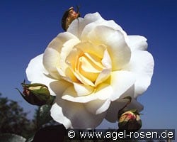 Grand Nord (Edelrose) Bild der Rose 'Grand Nord' (Edelrose)