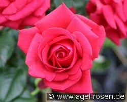 Grande Classe (Edelrose) Bild der Rose 'Grande Classe' (Edelrose)
