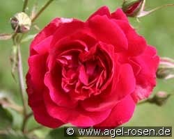 Gruss an Teplitz (Edelrose) Bild der Rose 'Gruss an Teplitz' (Edelrose)