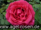 Bild der Rose 'Harald Wohlfahrt' (Edelrose)