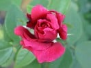 Harald Wohlfahrt (Edelrose) Bild der Rose 'Harald Wohlfahrt' (Edelrose)