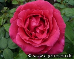 Harald Wohlfahrt (Edelrose) Bild der Rose 'Harald Wohlfahrt' (Edelrose)