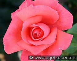 Harmonie (Edelrose) Bild der Rose 'Harmonie' (Edelrose)