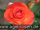 Bild der Rose 'Hermann Berger' (Edelrose)